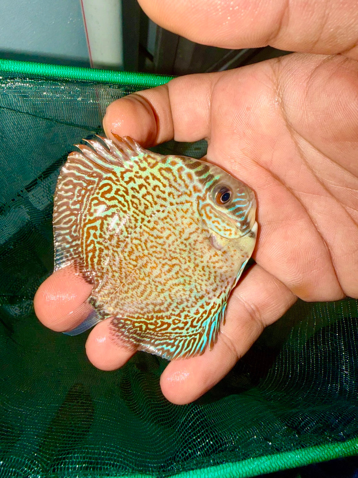 Patterned juvenile discus