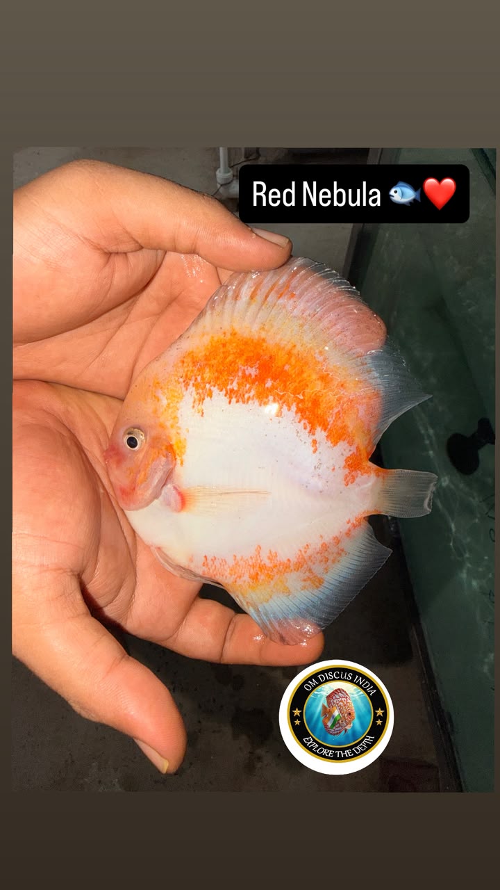 Red Nebula discus