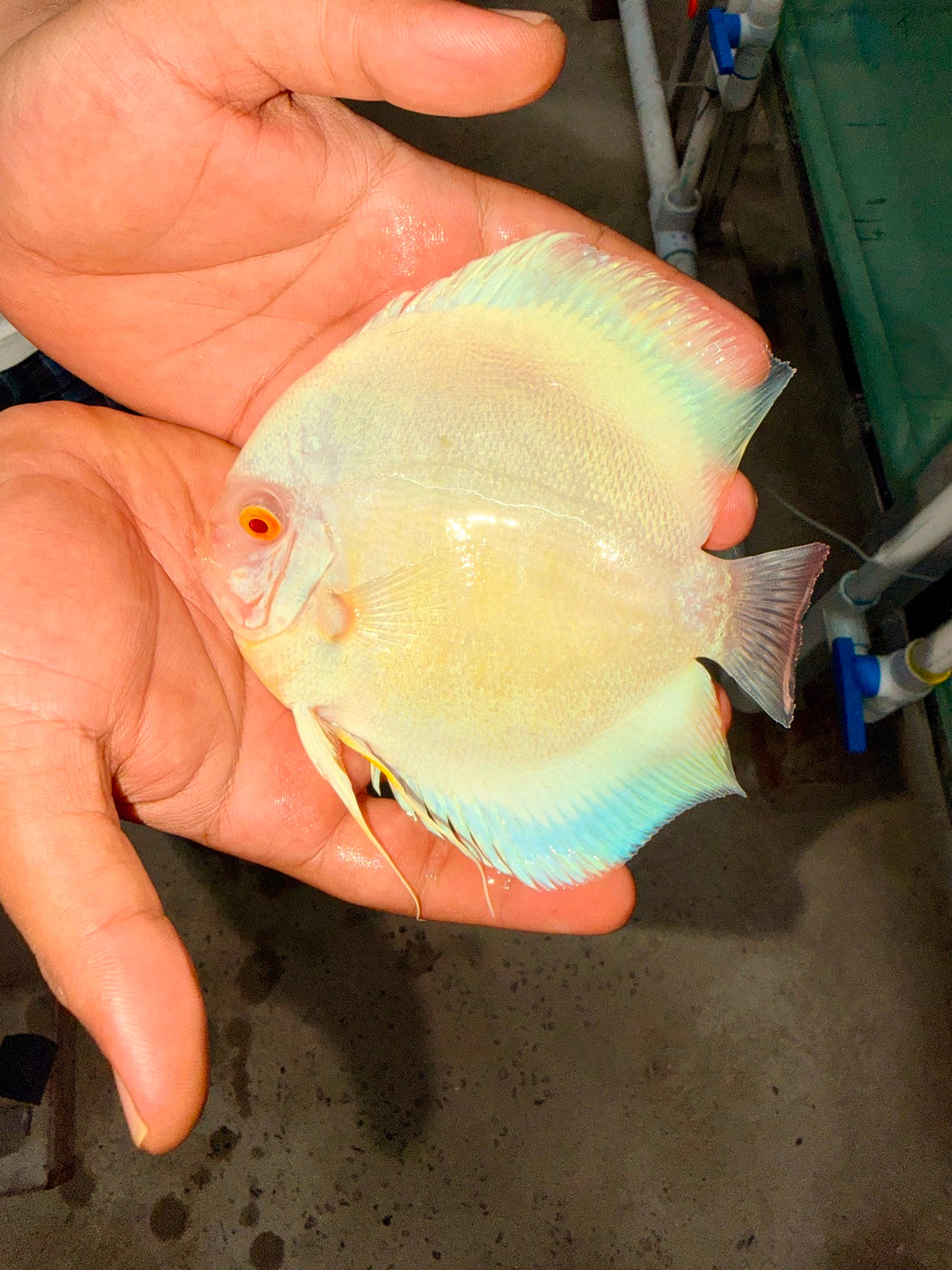 Albino discus