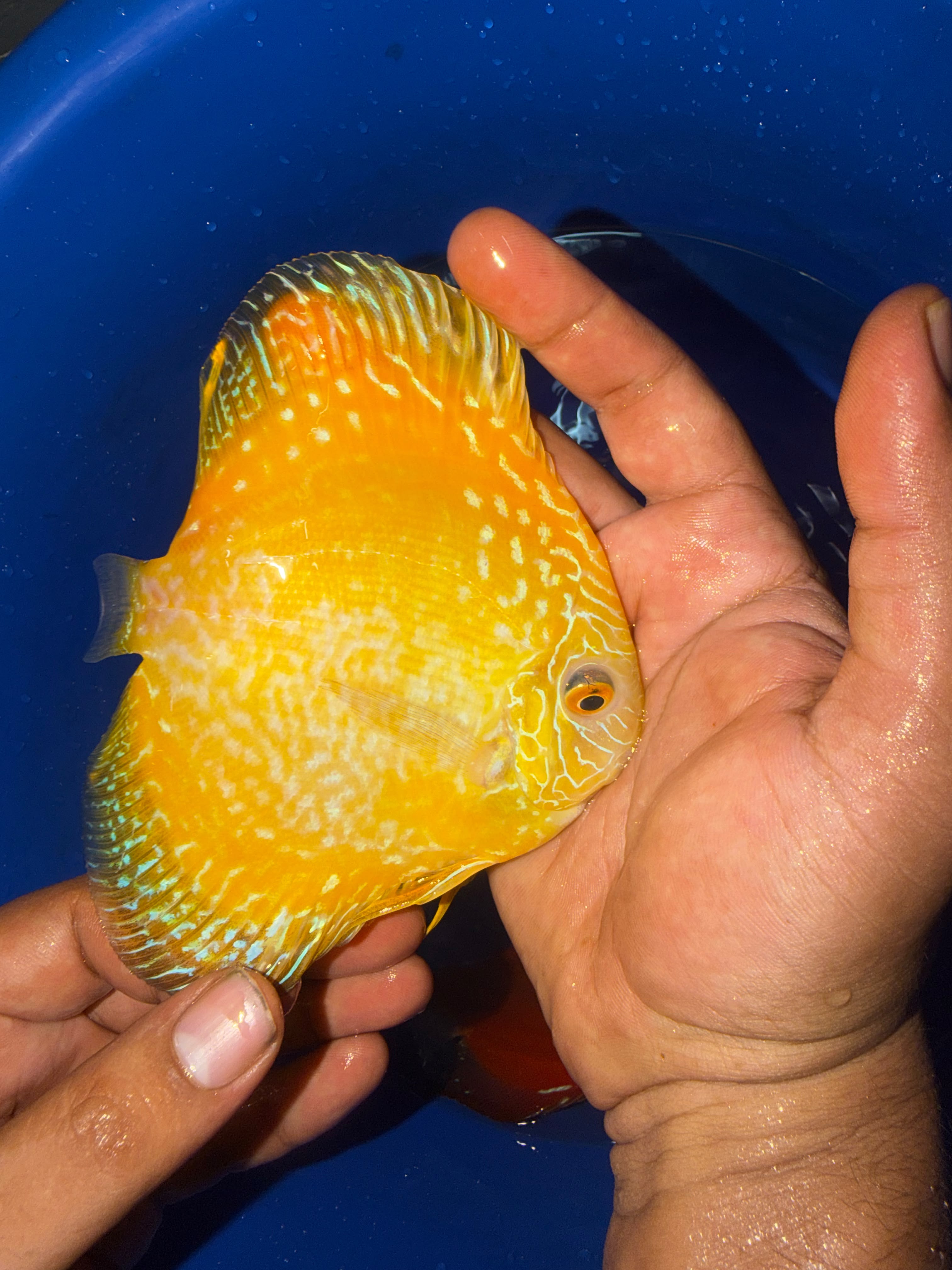 Golden patterned discus