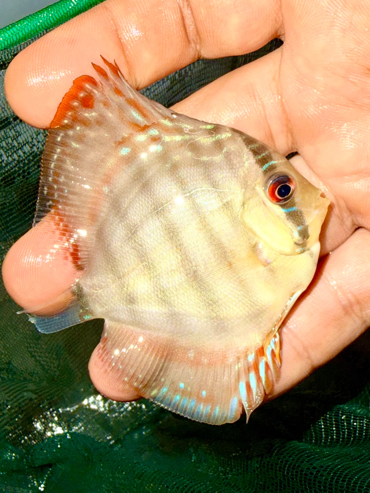 Juvenile discus