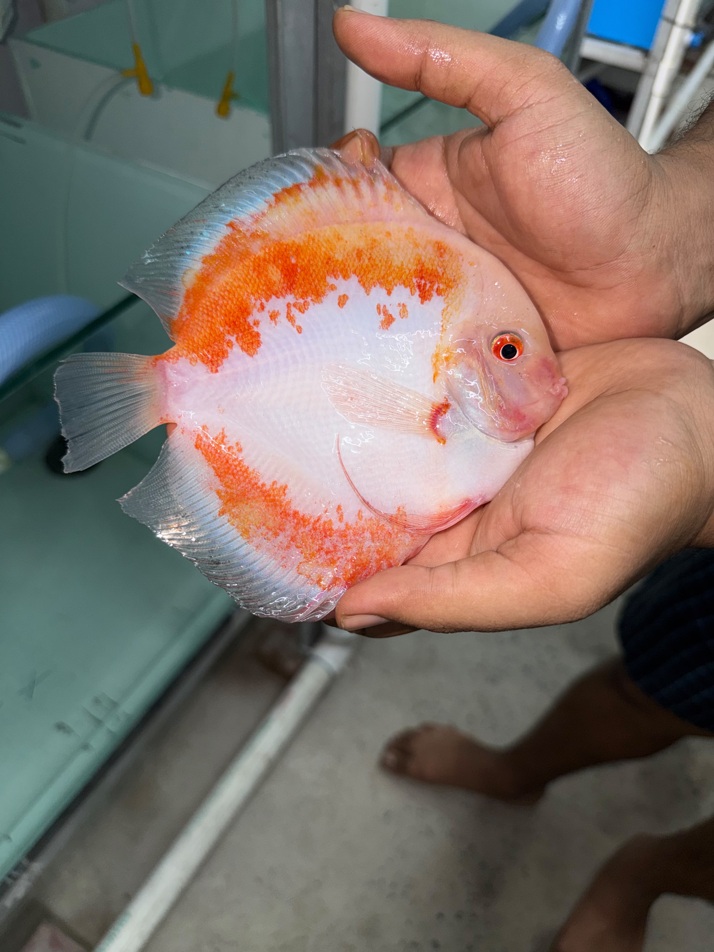 Farm raised discus