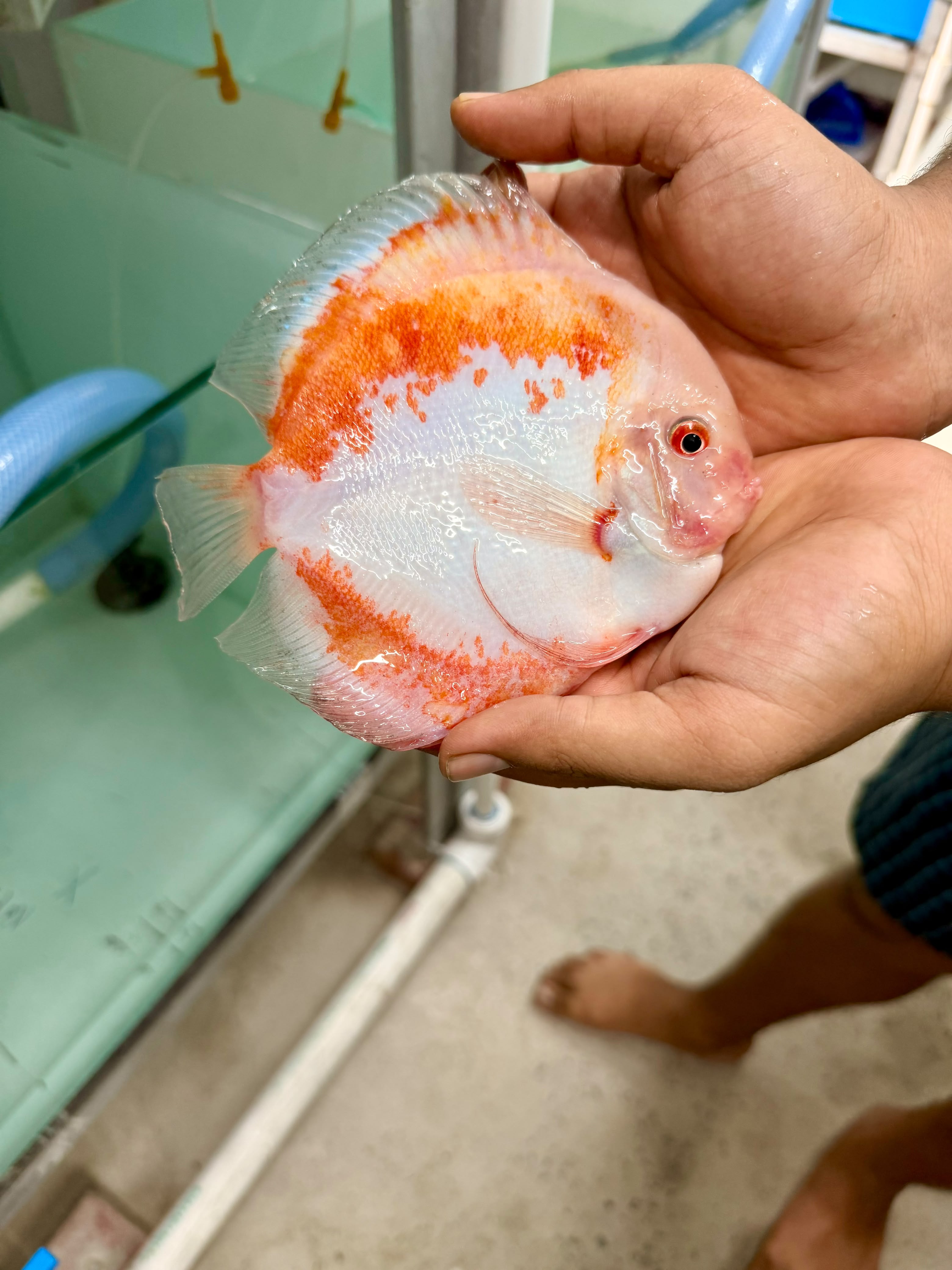Red and white discus
