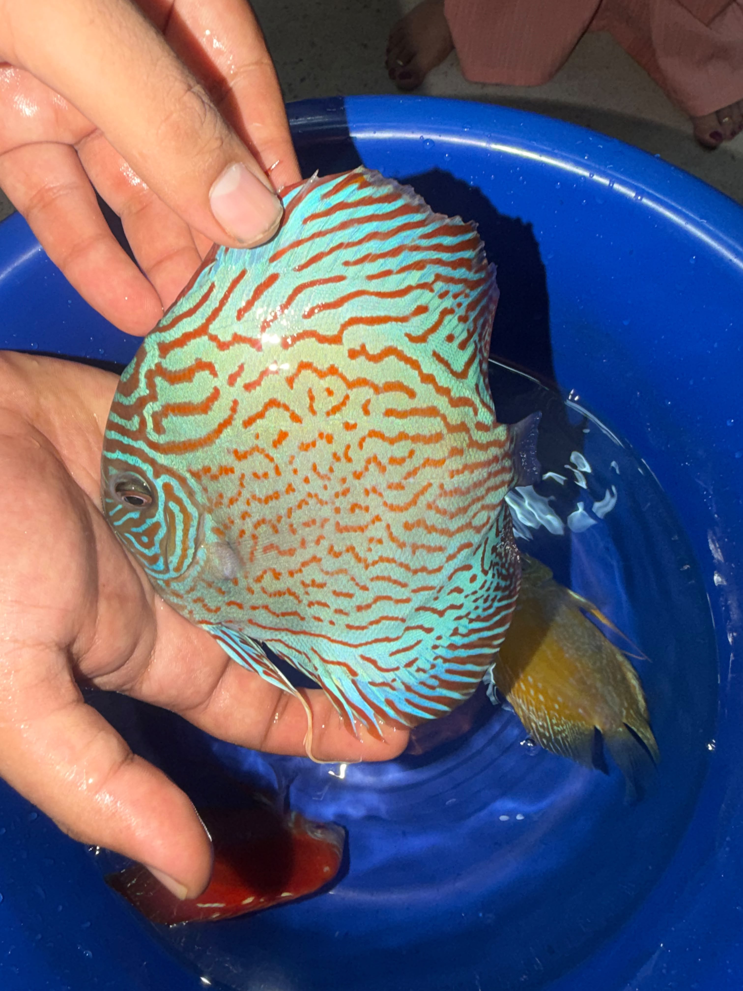 Turquoise discus